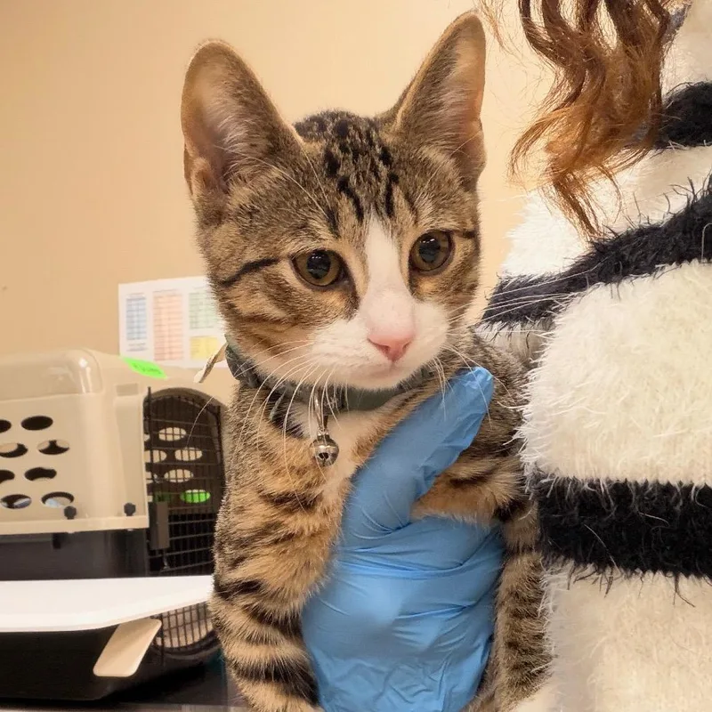 A baby small-sized male Gray / Blue / Silver Domestic Short Hair cat named Redbull for adoption in Birmingham, AL