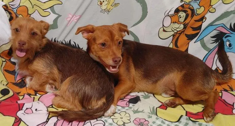 Nala Needs To Go thumbnail 2