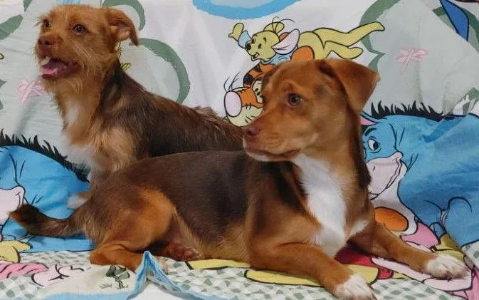 Nala Needs To Go thumbnail 3