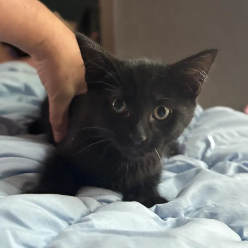 A baby small-sized male Black Domestic Short Hair cat named Kawaii Chapman for adoption in Merrifield, VA