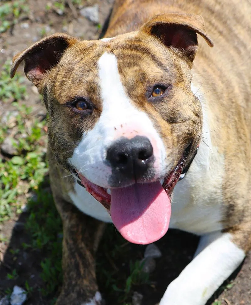 A young large-sized female Brindle American Bulldog dog named Judy for adoption in Kansas City, KS