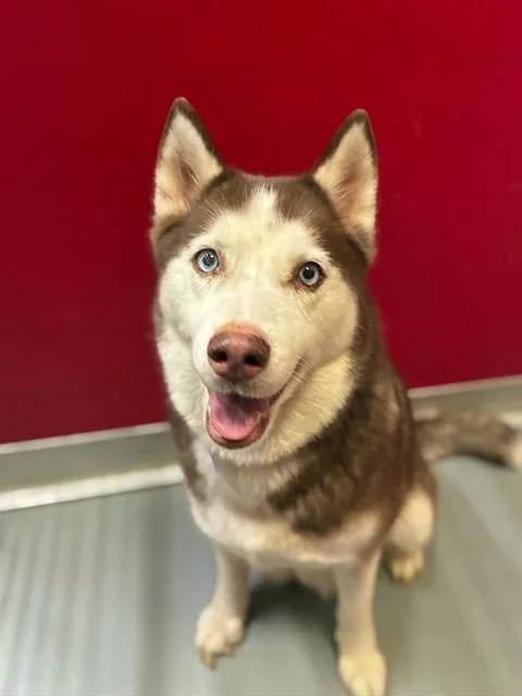 An adult large-sized female Siberian Husky dog named Sprite for adoption in Visalia, CA