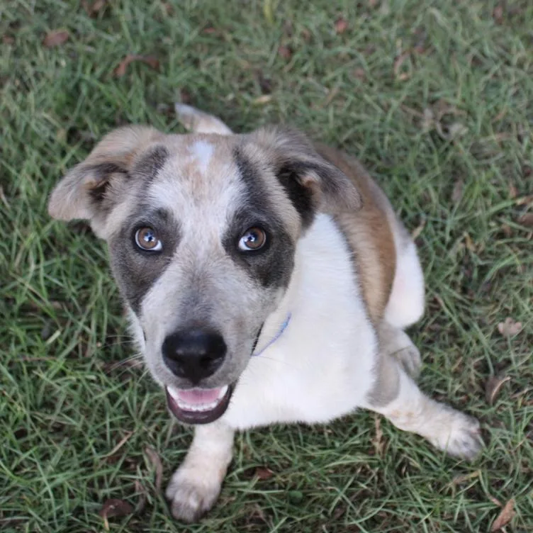 A baby medium-sized female Cattle Dog dog named Bryn for adoption in Valley, AL