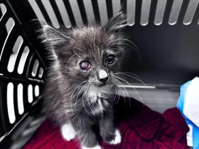 A baby small-sized female Domestic Medium Hair cat named Magpie for adoption in Ontario, CA