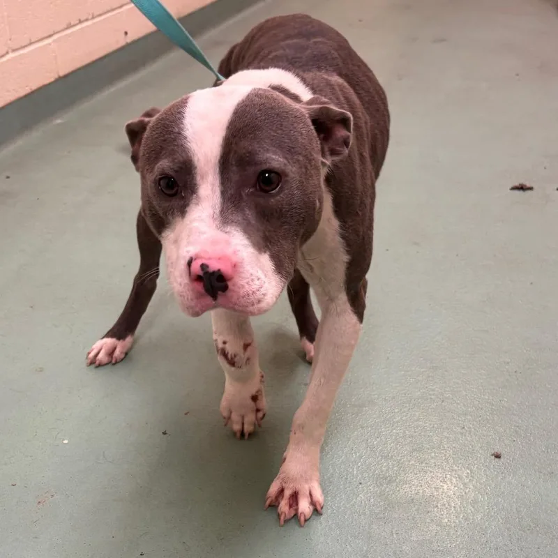 A young medium-sized male White / Cream Mixed Breed dog named Mason for adoption in Memphis, TN