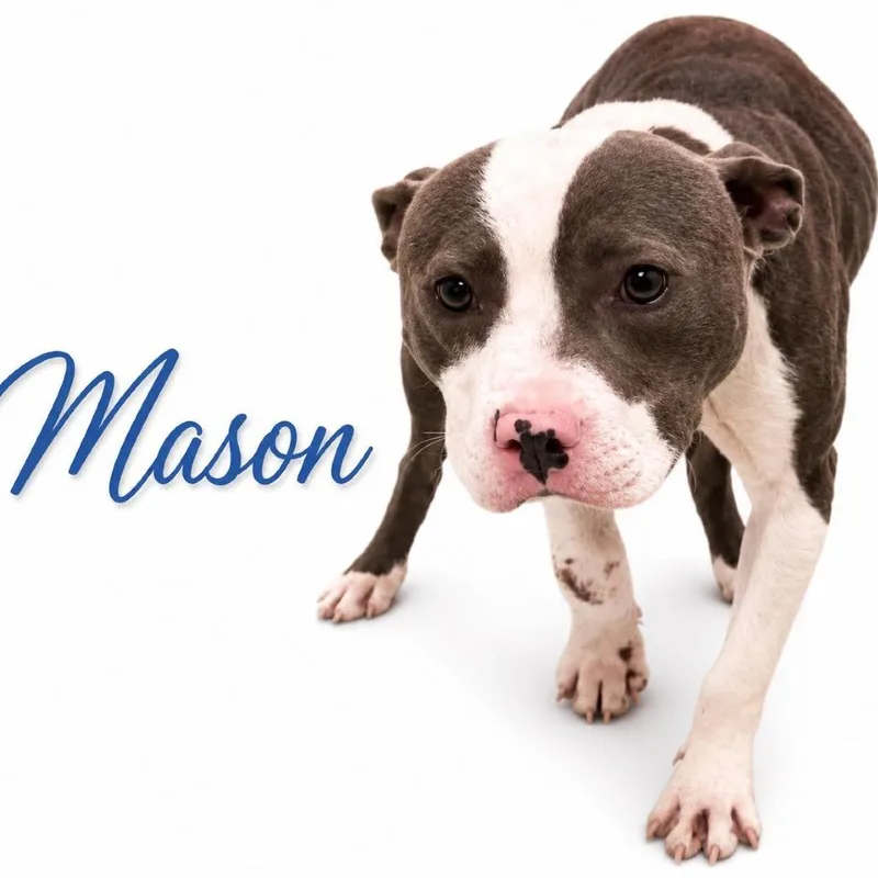 Mason thumbnail 2