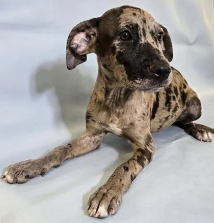 A baby large-sized female Catahoula Leopard Dog dog named Evangeline for adoption in Morton Grove, IL