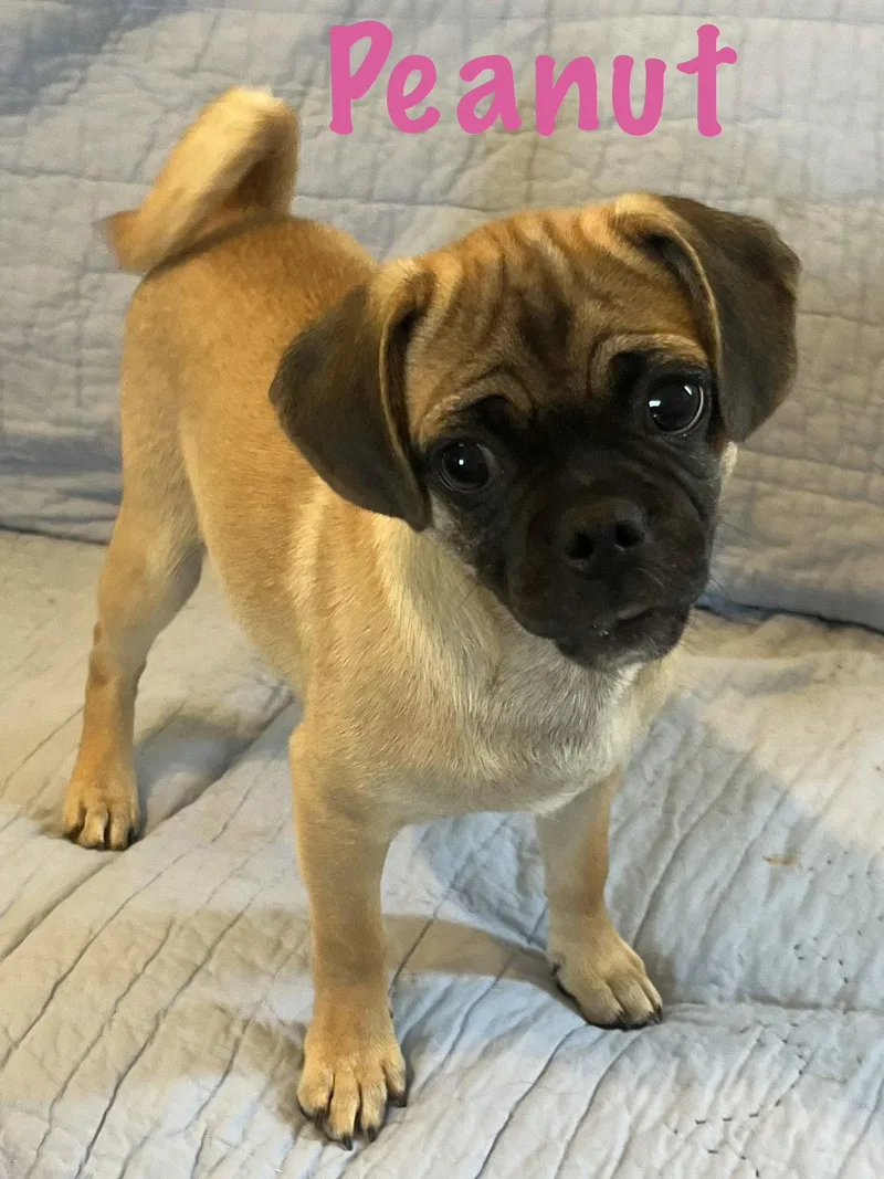 A young small-sized female Pug dog named Peanut for adoption in Pipe Creek, TX