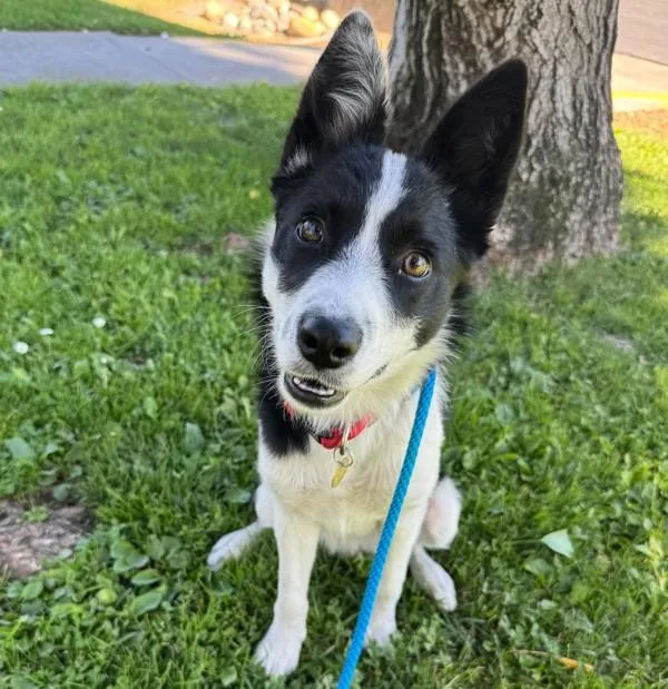 A young medium-sized female Border Collie dog named Herdz for adoption in Dublin, CA
