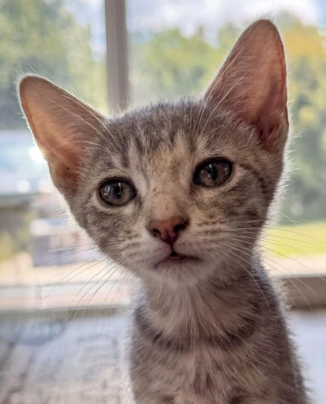 A young medium-sized female Egyptian Mau cat named Mollie for adoption in Horseshoe Bend, AR