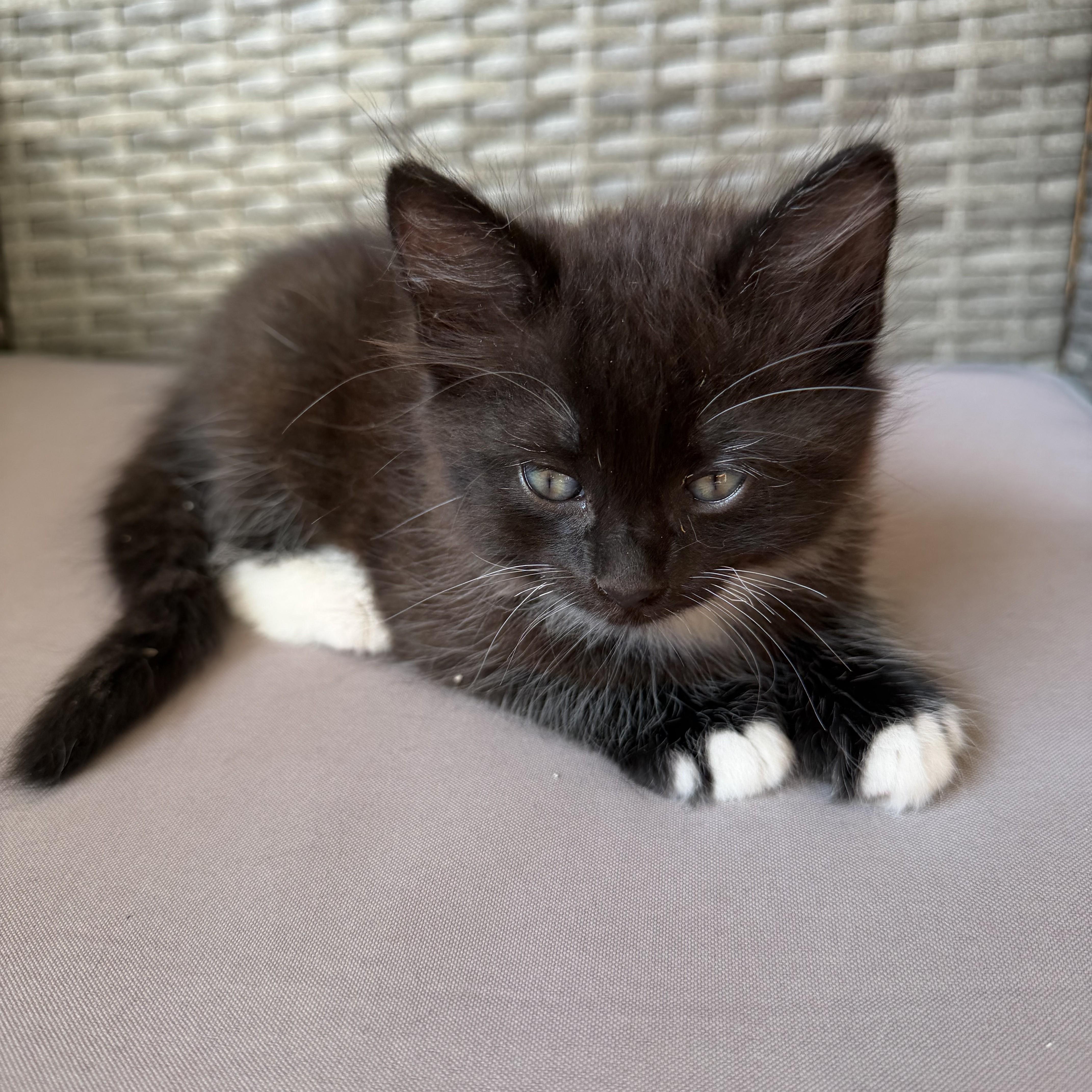 A baby large-sized male Black & White / Tuxedo Tuxedo cat named Hayabusa for adoption in Allen, TX