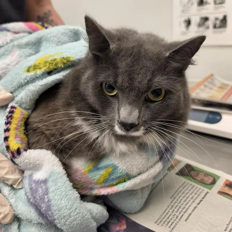 An adult large-sized male Domestic Short Hair cat named Thunder for adoption in Jacksonville, FL