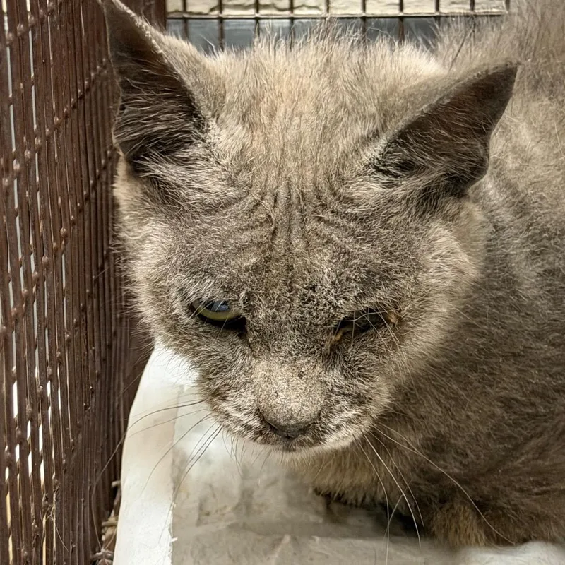 An adult medium-sized female Gray / Blue / Silver Domestic Short Hair cat named Violin for adoption in Yuma, AZ