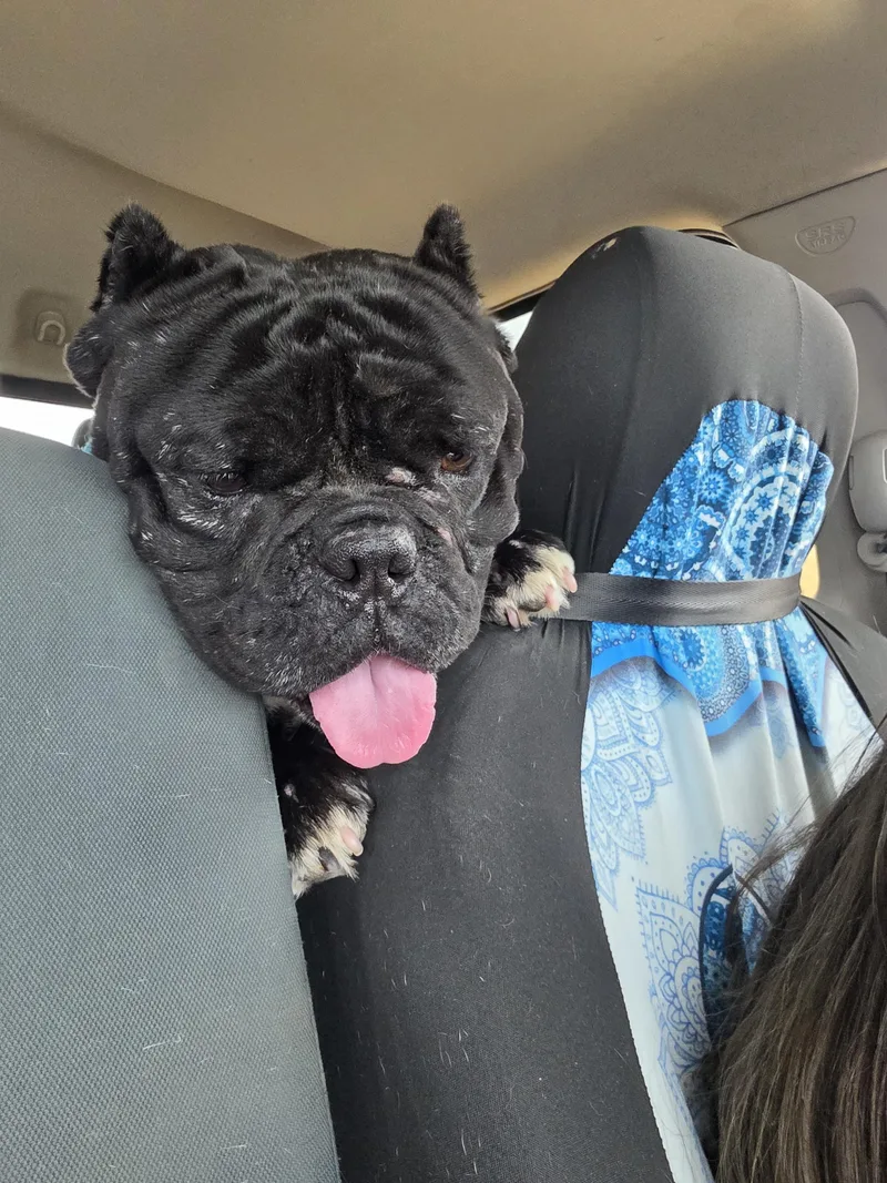 An adult medium-sized female Black Bulldog dog named Sophia for adoption in Santa Clara, CA