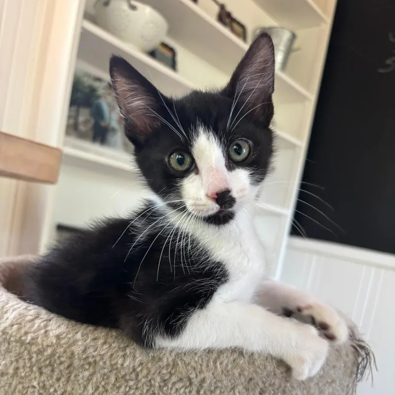 A baby small-sized male Black Domestic Short Hair cat named Buckley for adoption in Santa Rosa, CA