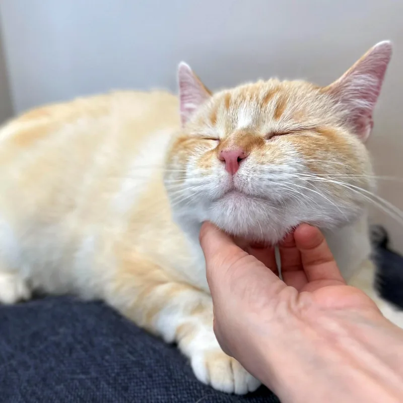 An adult large-sized male Flame Point Siamese cat named Tony Chopper for adoption in Chicago, IL
