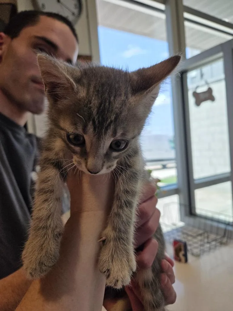 A baby small-sized male Domestic Short Hair cat named Ash for adoption in Bossier City, LA
