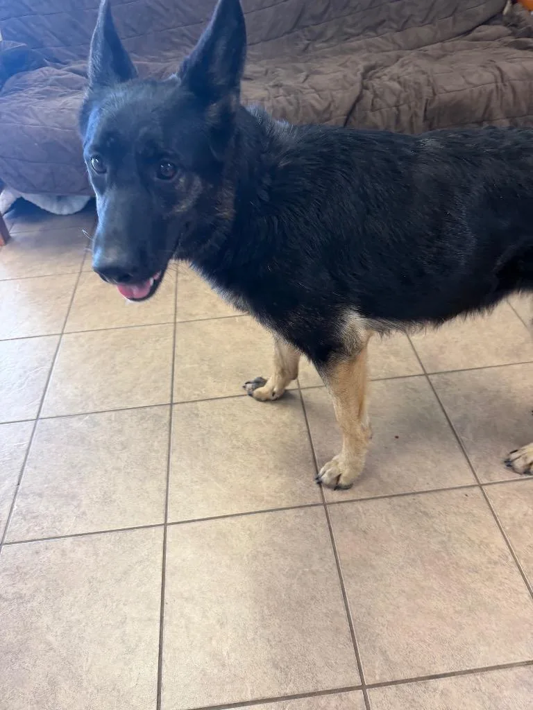 A young medium-sized female German Shepherd Dog dog named Grace for adoption in Marion, OH