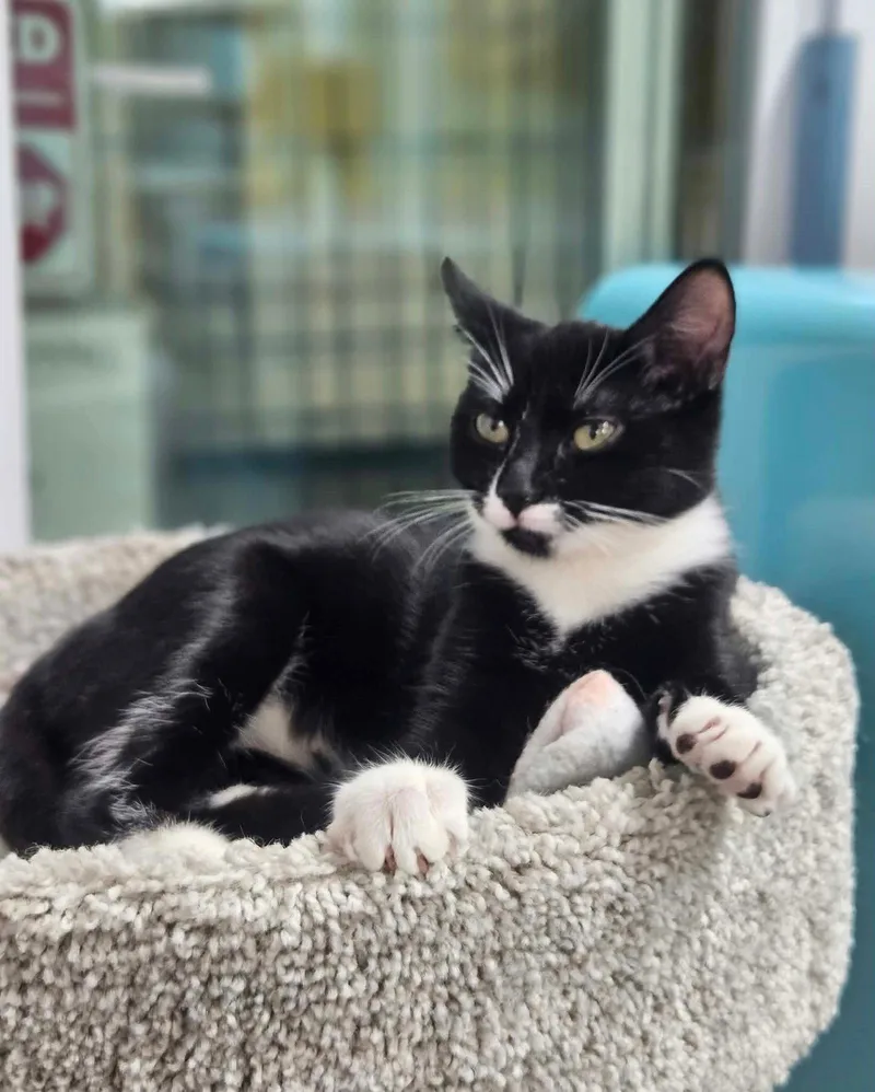 A baby medium-sized female Black & White / Tuxedo Domestic Short Hair cat named Celestial for adoption in Gonic, NH