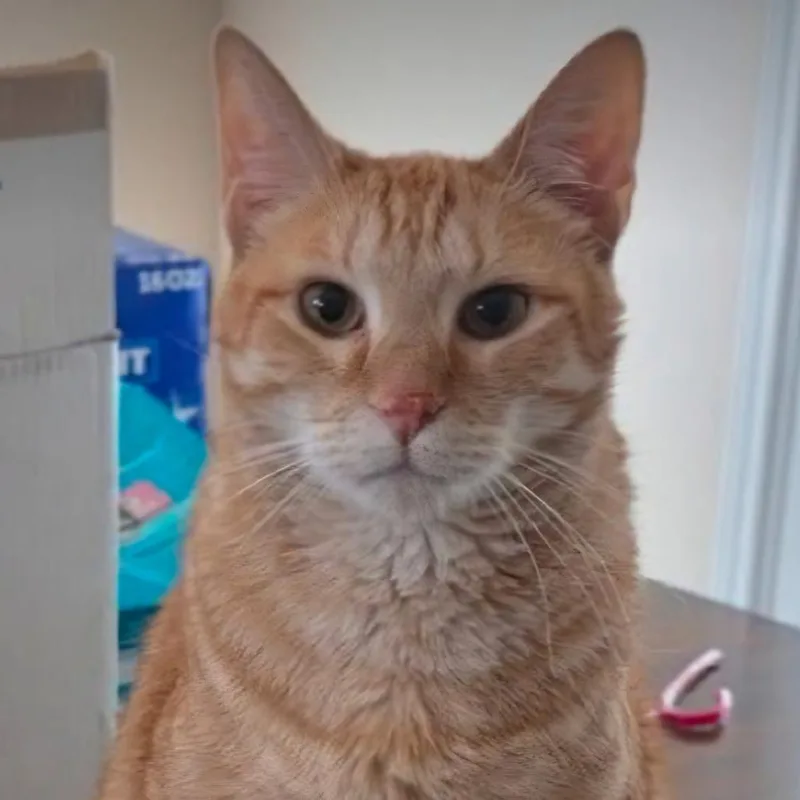 An adult medium-sized male Orange / Red Domestic Short Hair cat named Max for adoption in Midland, TX
