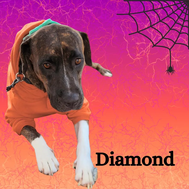 An adult large-sized female Shepherd dog named Diamond for adoption in South Padre Island, TX