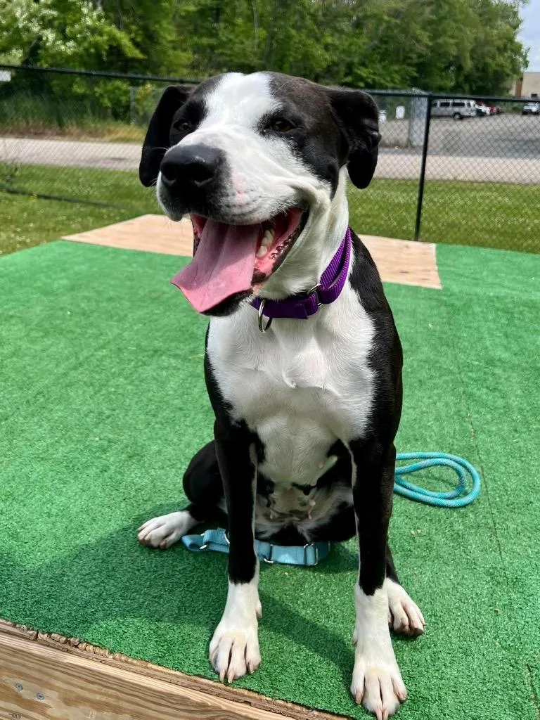 An adult medium-sized female Pit Bull Terrier dog named Lady for adoption in Meriden, CT