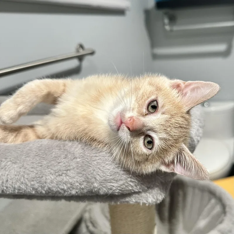 A baby medium-sized male Buff / Tan / Fawn Domestic Short Hair cat named Taiko for adoption in Pontiac, MI