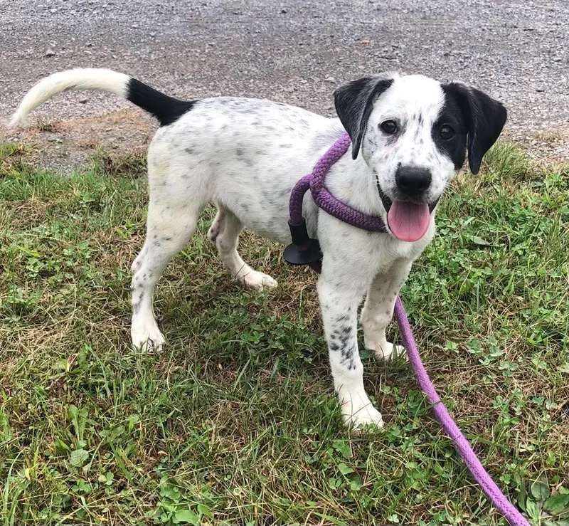 A young medium-sized male Beagle dog named Patches for adoption in Elkins, WV