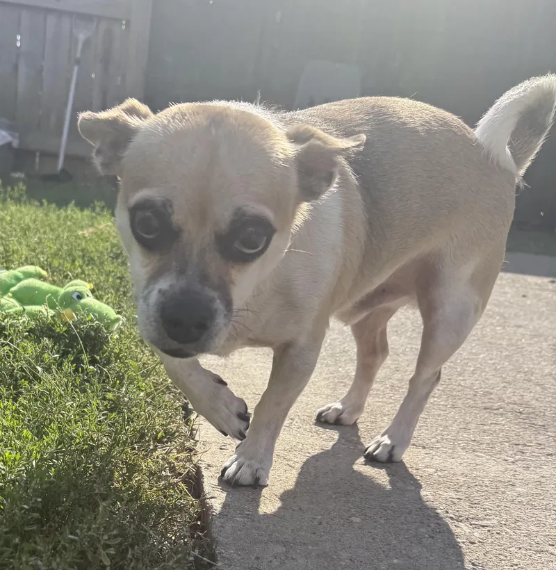 An adult small-sized male Apricot / Beige Chug dog named Skipper for adoption in Lexington, KY
