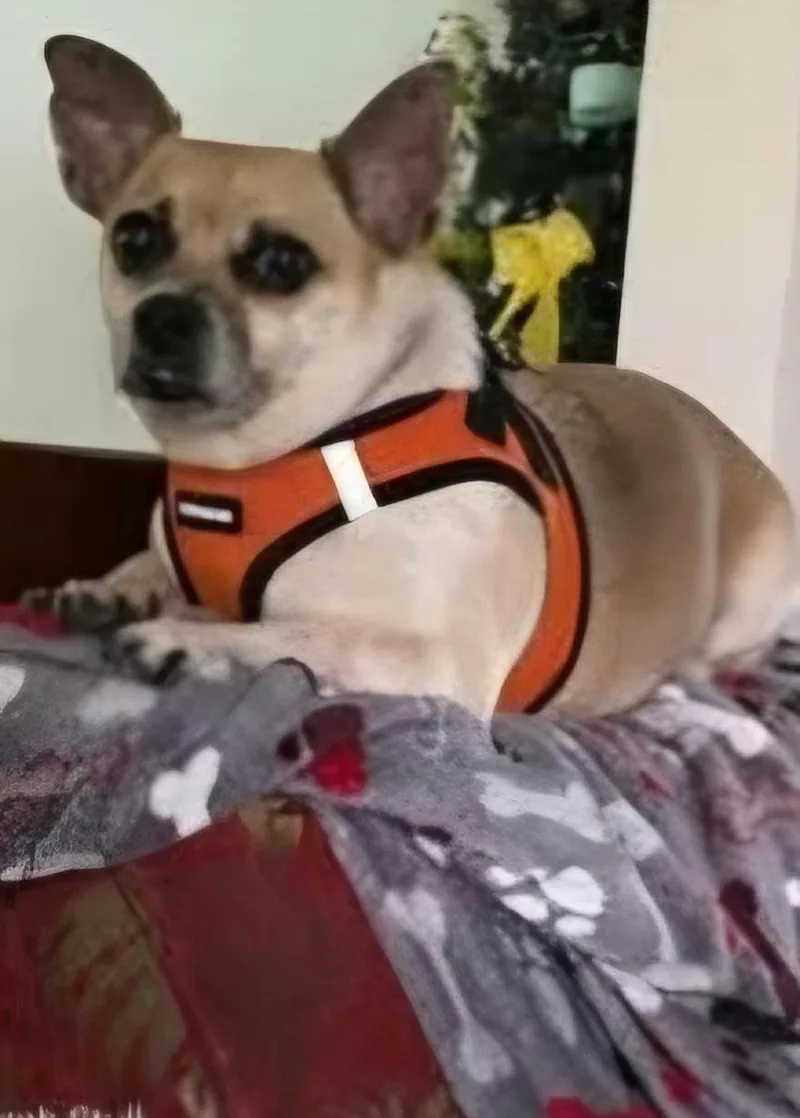 Skipper thumbnail 3