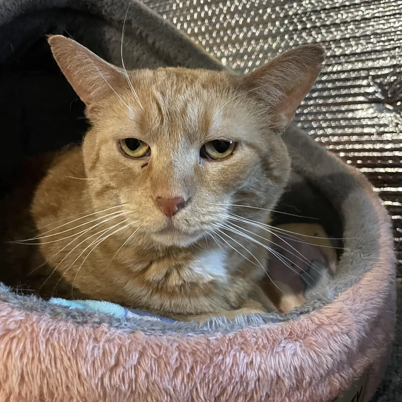 An adult large-sized male Tabby (Orange / Red) Domestic Short Hair cat named Big Mac for adoption in Kent, OH