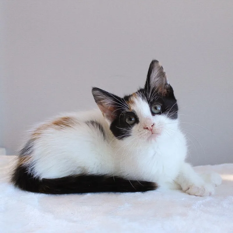 A baby medium-sized female Calico cat named Margie for adoption in Wayne, NJ