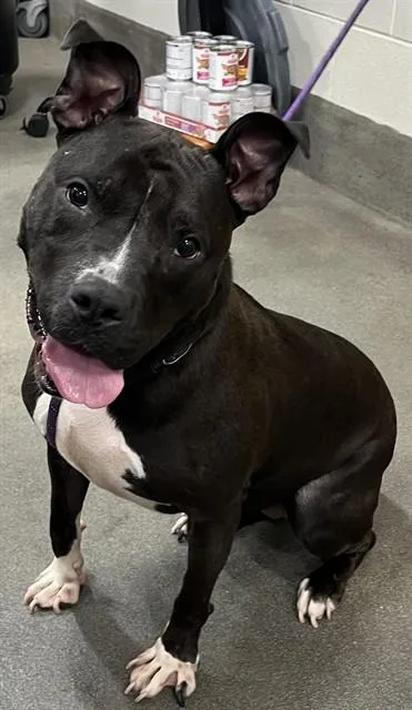 An adult medium-sized female Pit Bull Terrier dog named Miracle for adoption in Upper Marlboro, MD