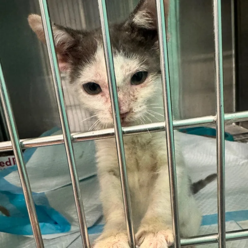 A baby small-sized male Orange / Red Domestic Short Hair cat named September for adoption in Lake Jackson, TX
