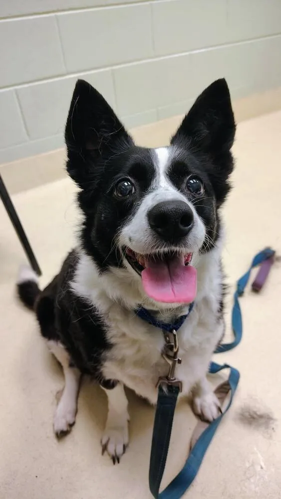 A senior large-sized female Tricolor (Brown, Black, & White) Border Collie dog named Piper for adoption in Kalamazoo, MI