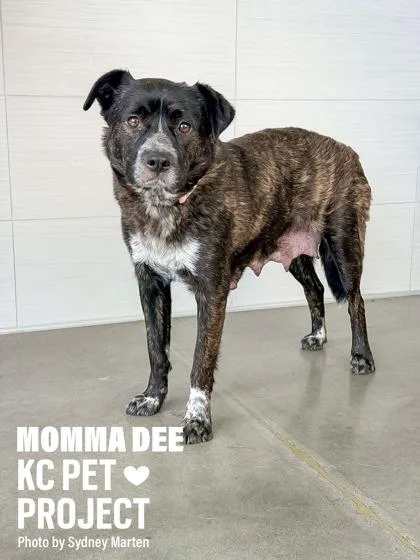An adult large-sized female Black Mixed Breed dog named Momma Dee for adoption in Kansas City, MO
