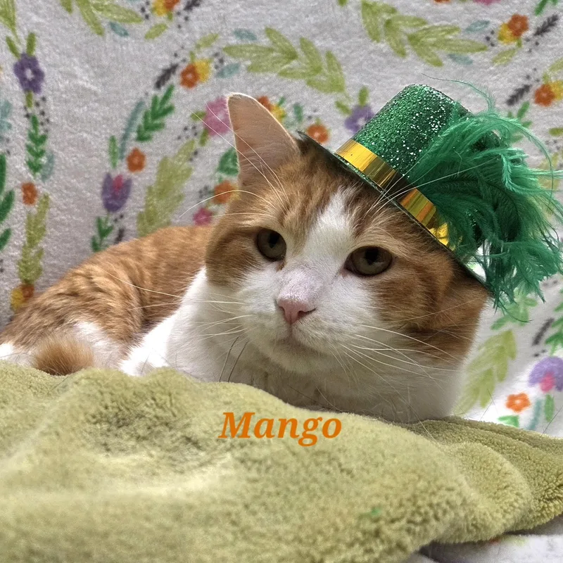 Mango