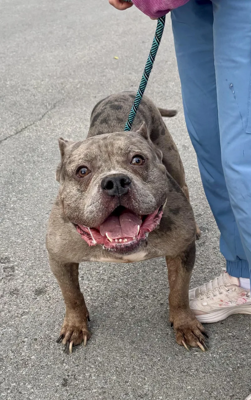 An adult medium-sized male Merle (Blue) American Bully dog named Gambino for adoption in Buffalo, NY