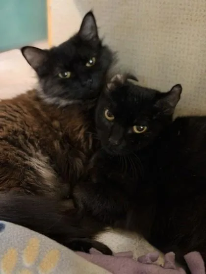 Hiccup BONDED TO LARK
