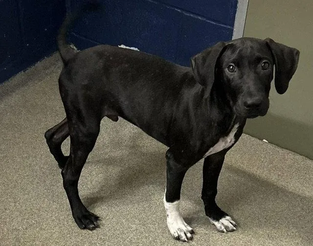 A young medium-sized male Labrador Retriever dog named Kayce months male for adoption in Sterling, MA