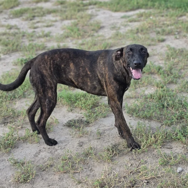 A young large-sized female Brindle German Shepherd Dog dog named Bebe JuM for adoption in Austin, TX
