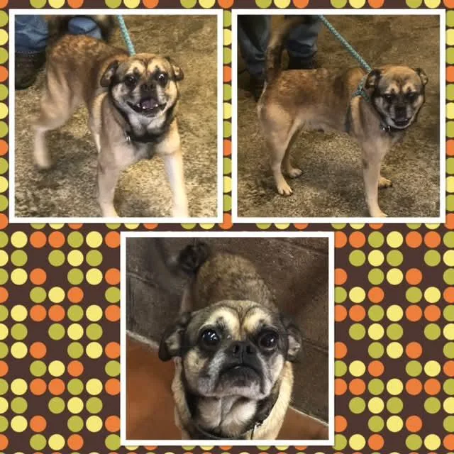 An adult small-sized male Yellow / Tan / Blond / Fawn Pug dog named Tubby for adoption in Buckhannon, WV