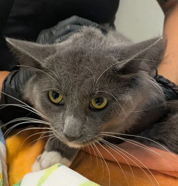 A young medium-sized male Domestic Short Hair cat named Binx for adoption in San Diego, CA