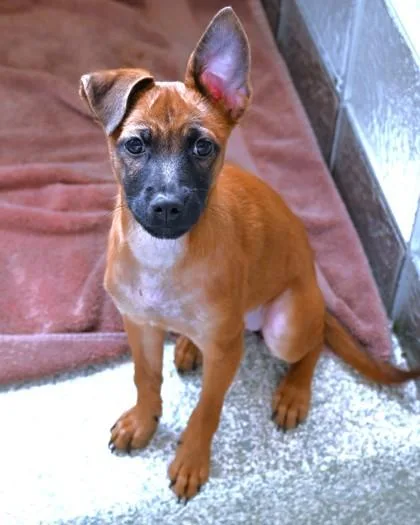 A baby small-sized female Mixed Breed dog named Avalon for adoption in Washington, DC
