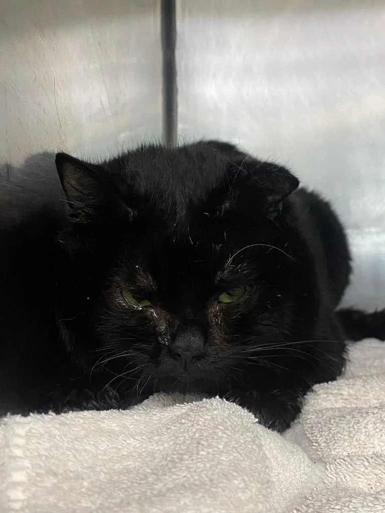 An adult medium-sized male Domestic Short Hair cat named Nano for adoption in Fall River, MA