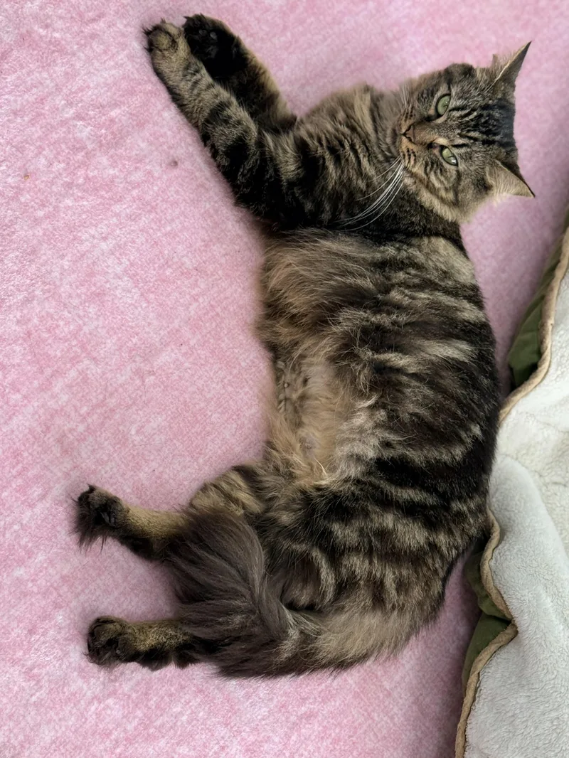 A young medium-sized female Domestic Long Hair cat named Suki for adoption in Tavares, FL