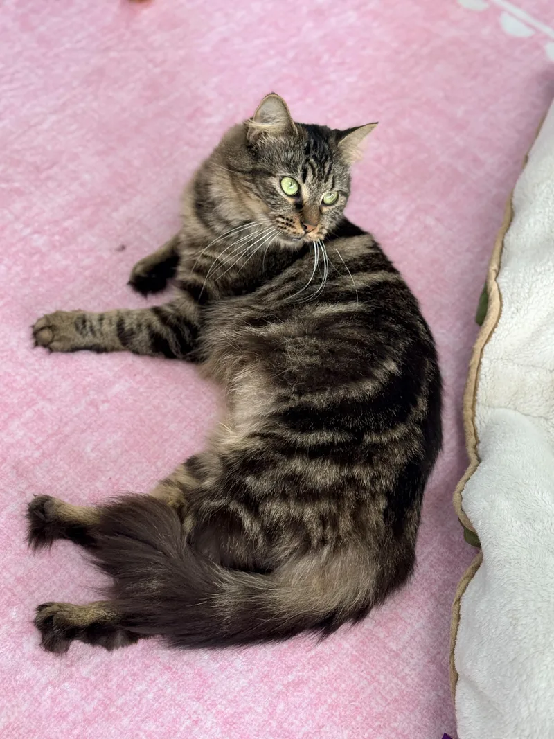 Suki thumbnail 3