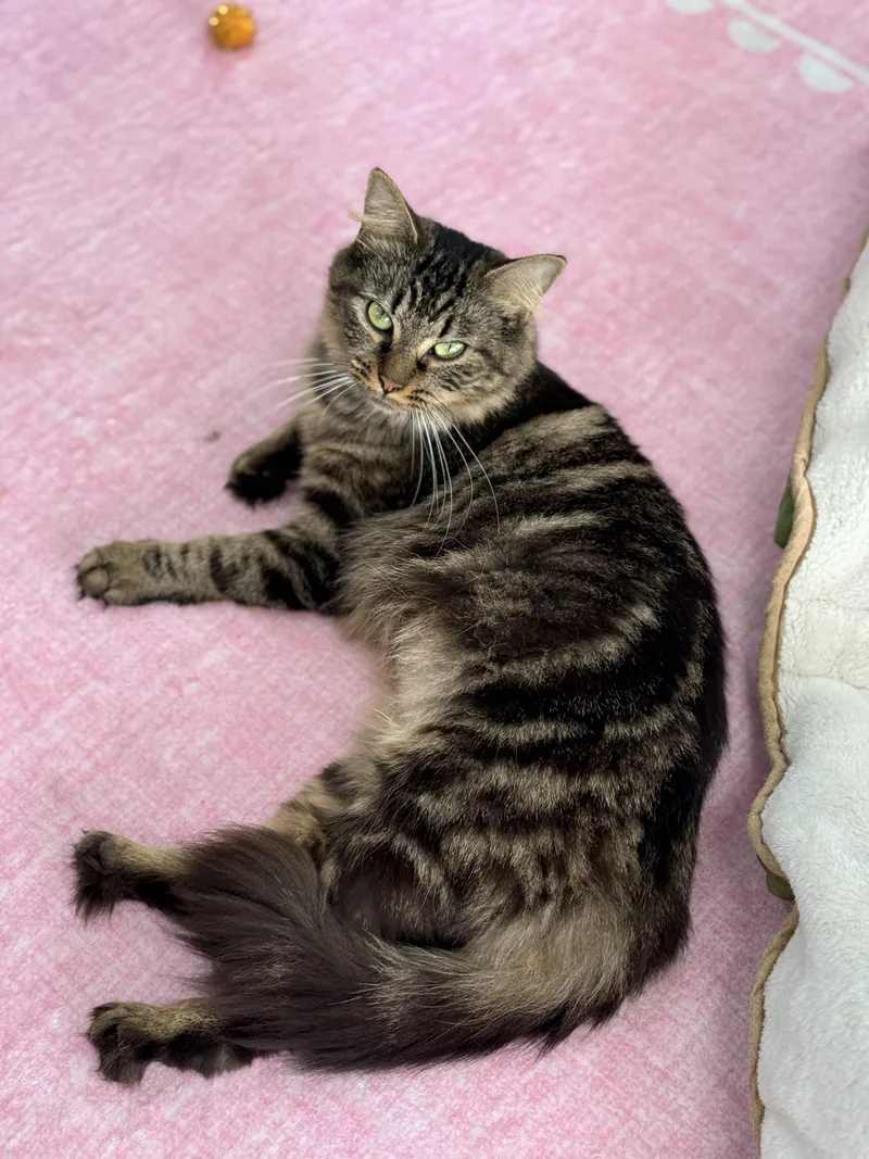 Suki thumbnail 4