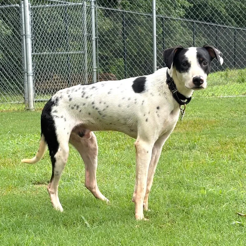 A young medium-sized male Black Dalmatian dog named Jack Skellington for adoption in Cabot, AR