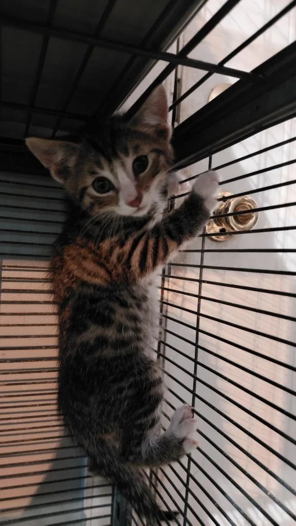A baby medium-sized male Domestic Short Hair cat named Tarzan for adoption in Cincinnati, OH